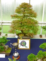 Scottish_Bonsai_Show_2012